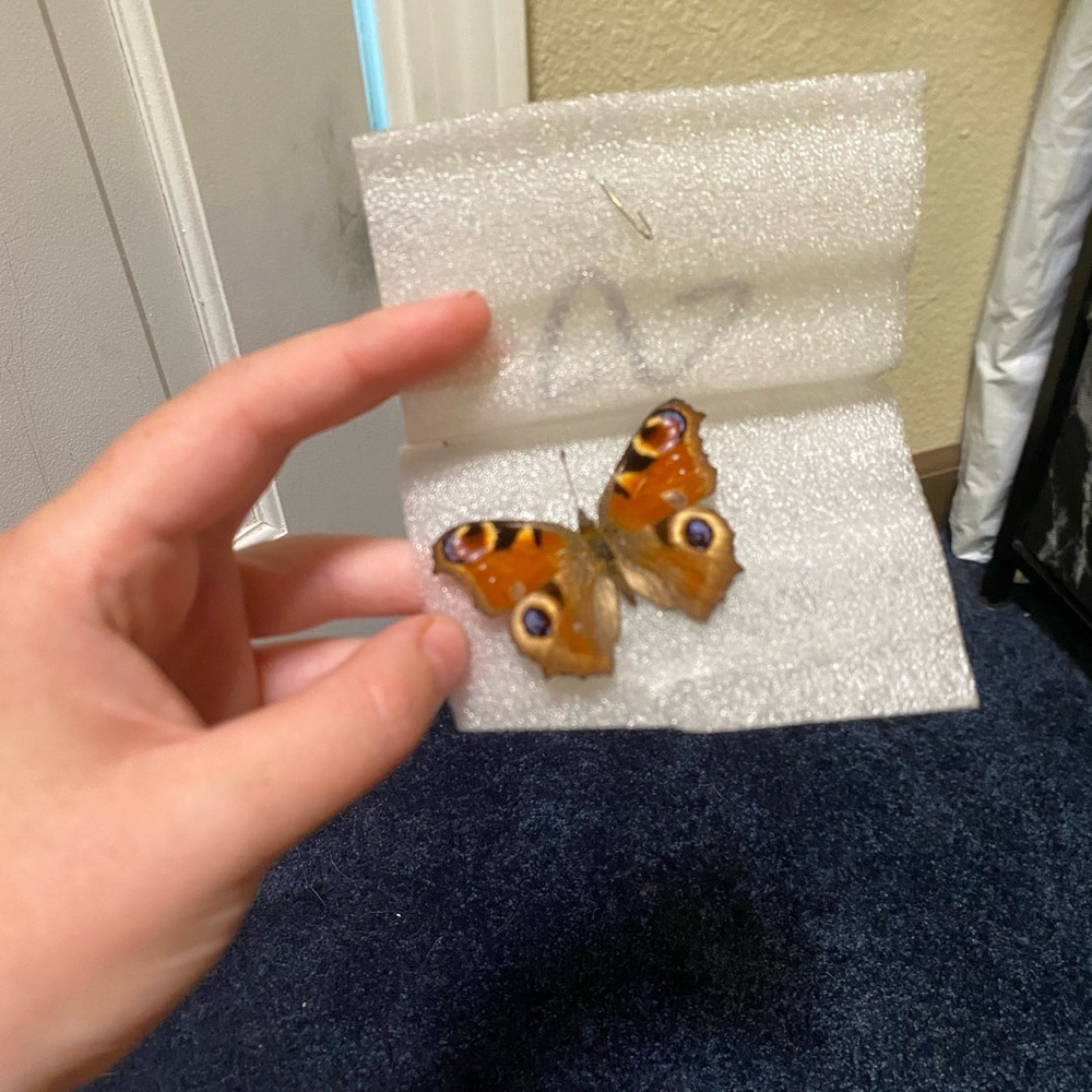 Real butterfly